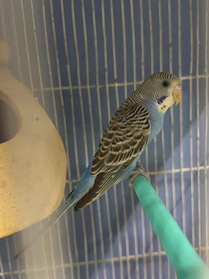 QUALITY PURE BLUE BAJRI BREEDER PAIR AVAILABLE FOR SALE — photo 2