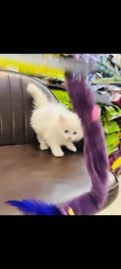 persian cat for sale