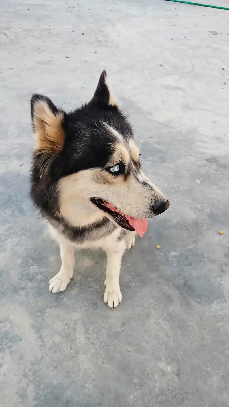 Siberian husky — photo 2