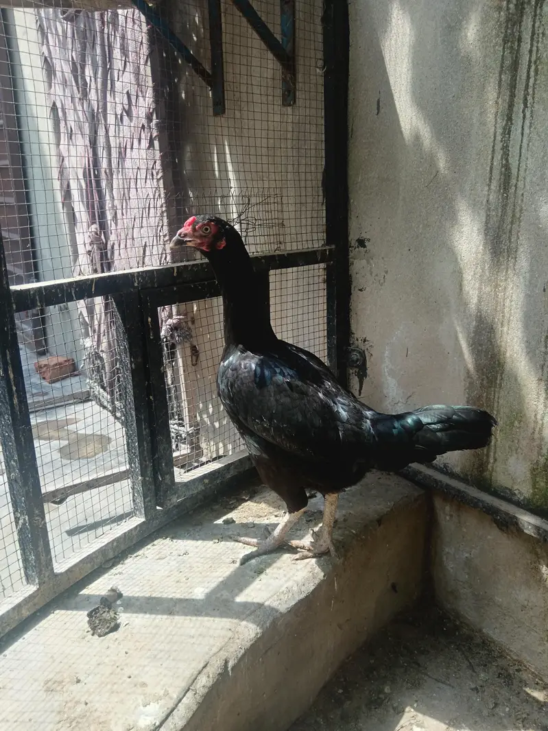 aseel jora — photo 2