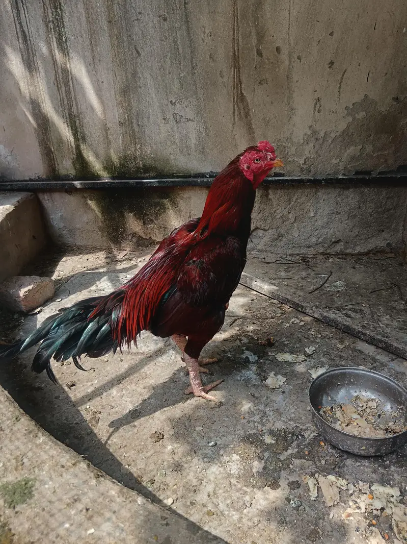 aseel jora — photo 3
