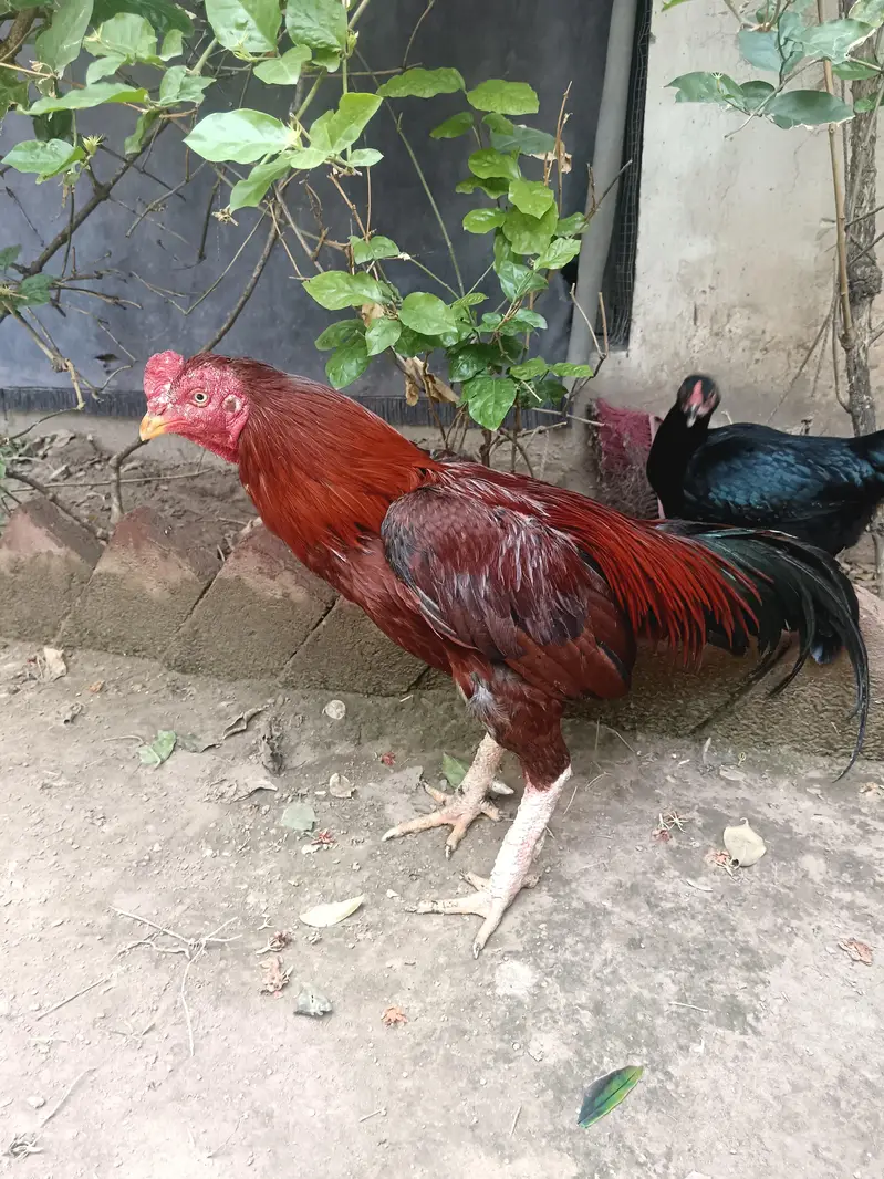 aseel jora — photo 5