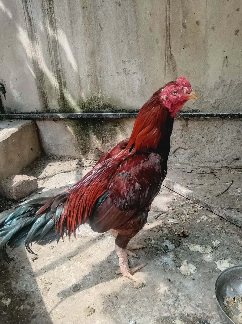 aseel jora — photo 7