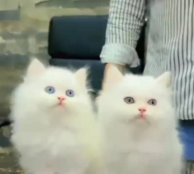 persian cat for sale