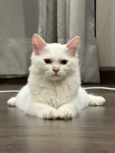 Persian Cat Female