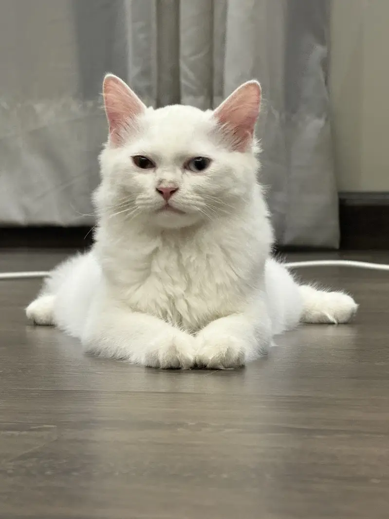 Persian Cat Female — photo 2