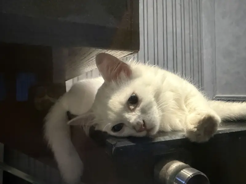 Persian Cat Female — photo 3
