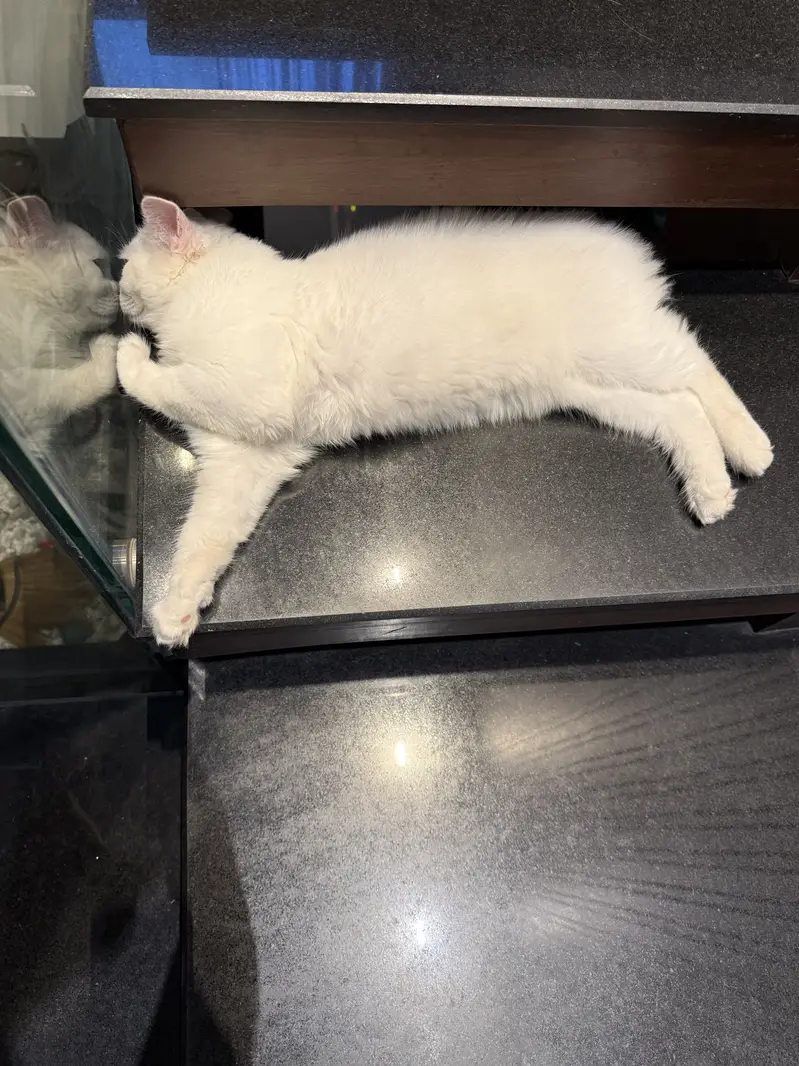 Persian Cat Female — photo 4