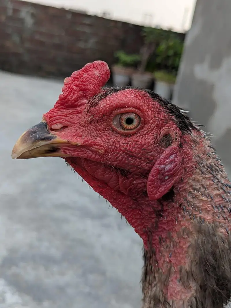 purr pakoya — photo 3