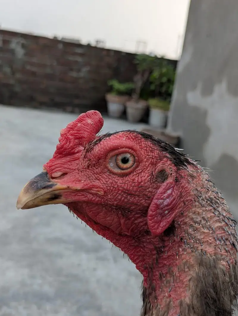 purr pakoya — photo 5