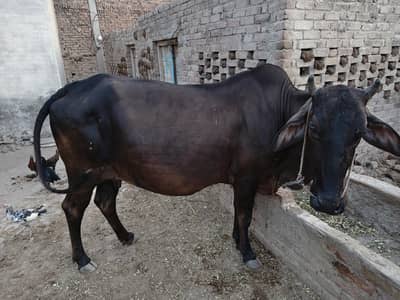 9 month pregnent cow for sale