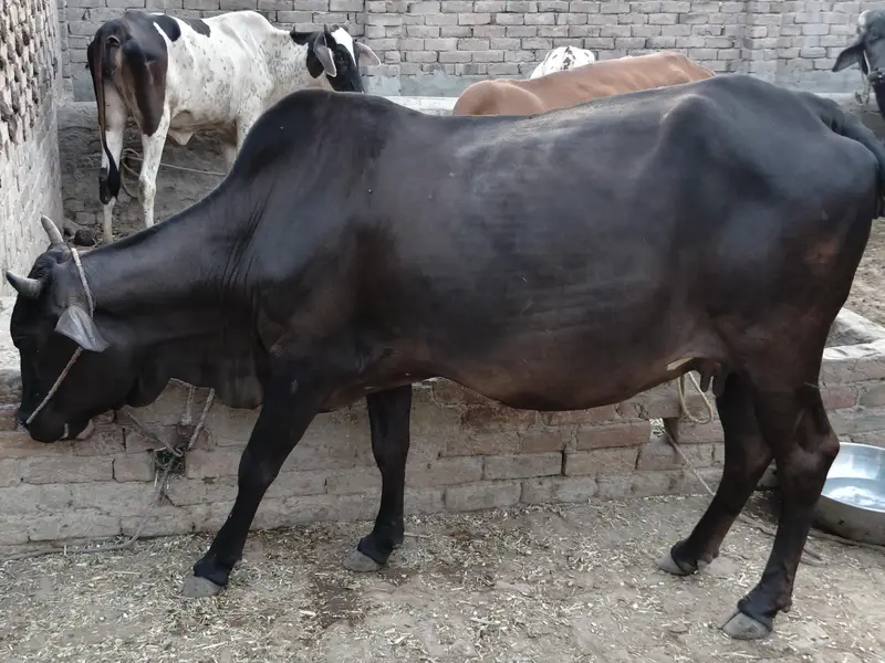 9 month pregnent cow for sale — photo 2