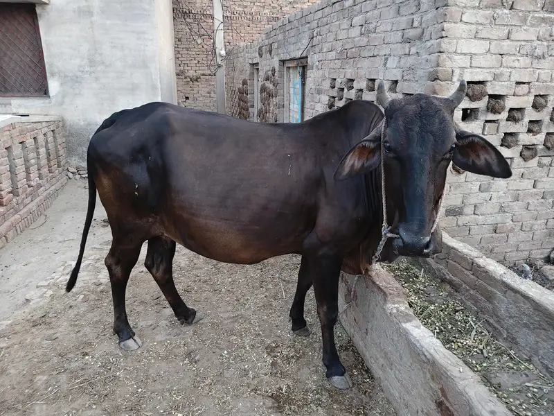 9 month pregnent cow for sale — photo 3