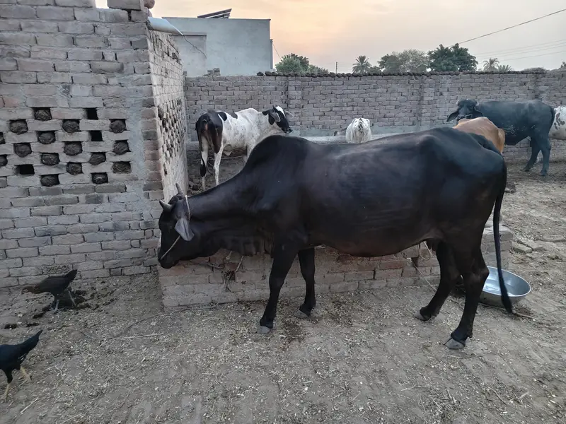 9 month pregnent cow for sale — photo 4