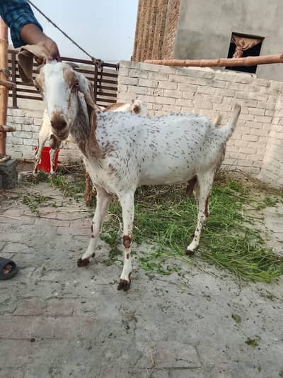 path. aik adada gaban bakri