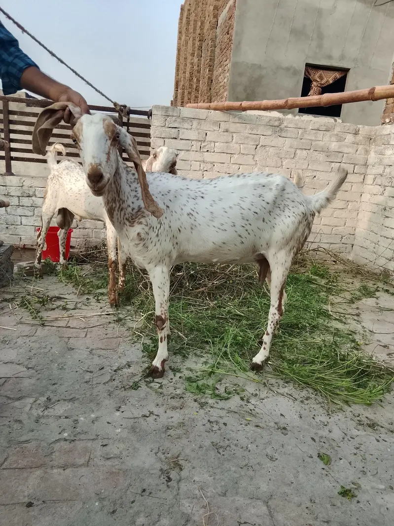 path. aik adada gaban bakri — photo 2