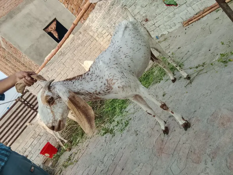 path. aik adada gaban bakri — photo 3