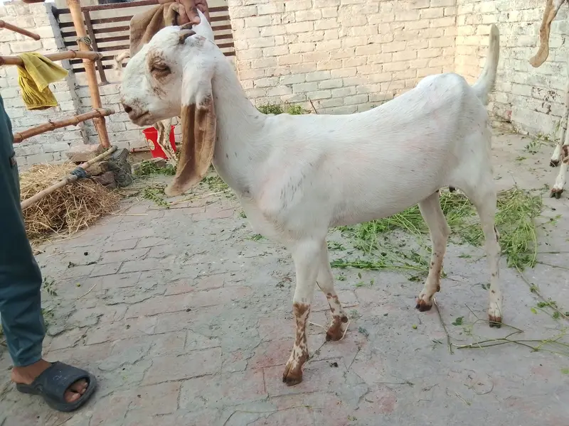 path. aik adada gaban bakri — photo 4