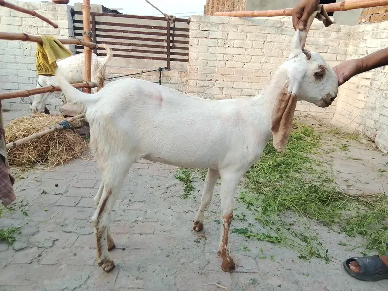 path. aik adada gaban bakri — photo 5