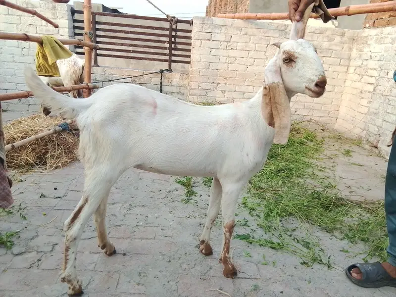 path. aik adada gaban bakri — photo 6