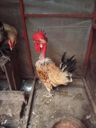 Golden Misri hens