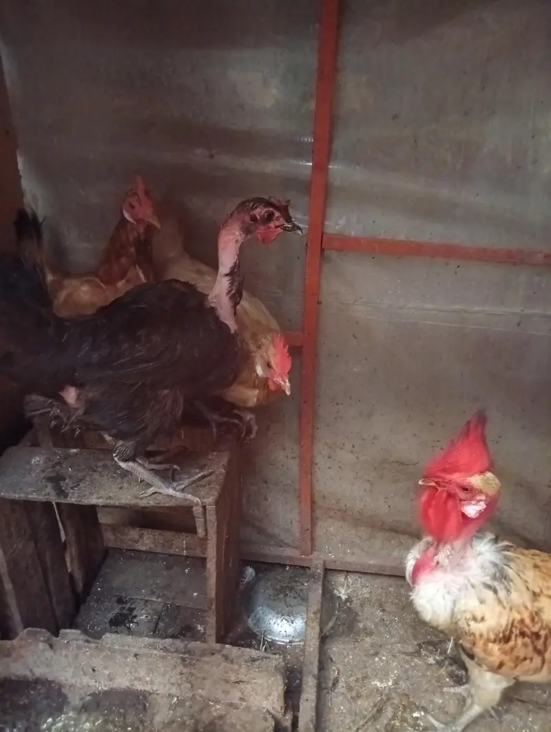 Golden Misri hens — photo 2