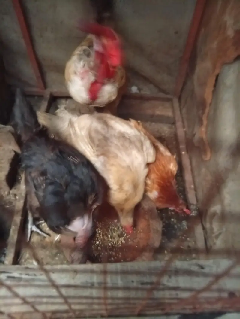 Golden Misri hens — photo 3