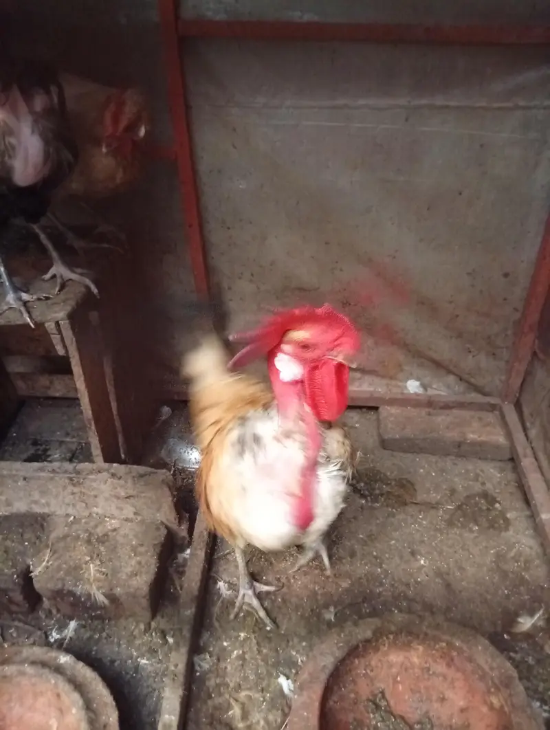 Golden Misri hens — photo 4