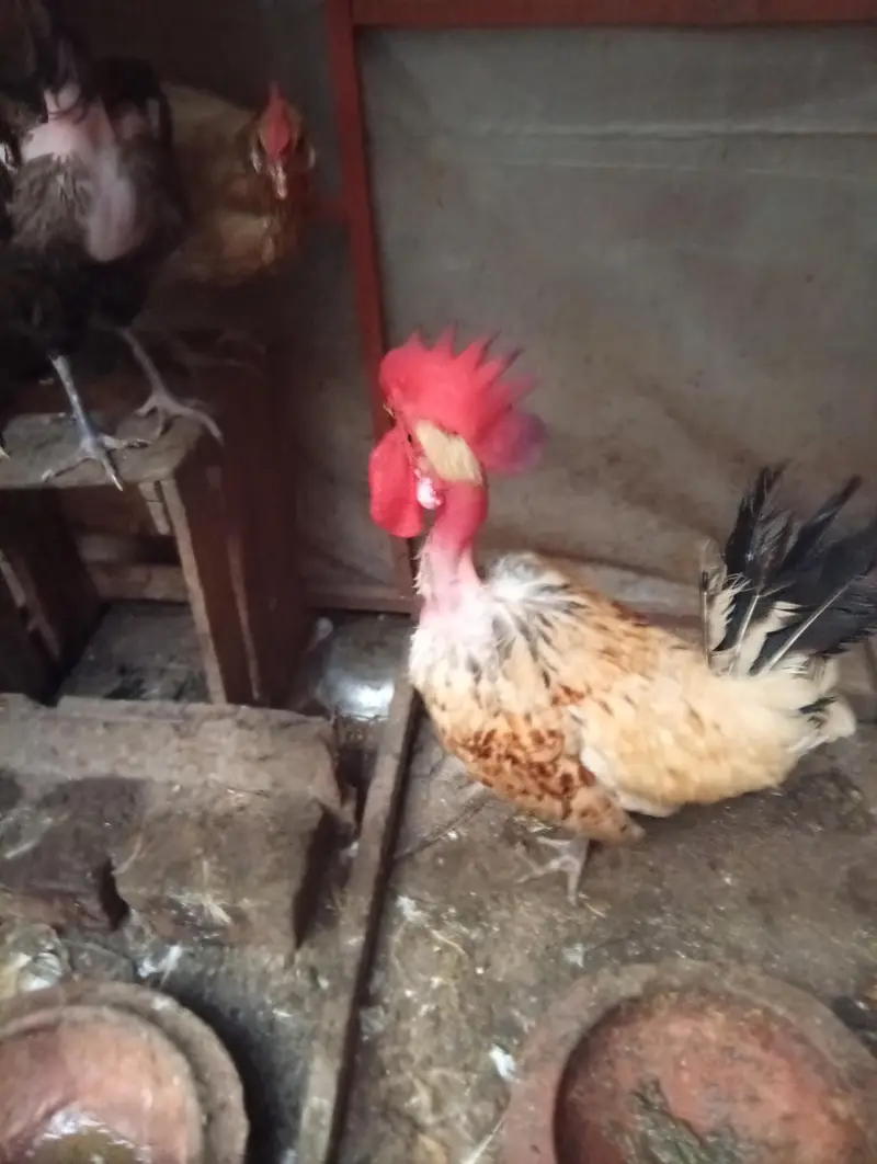 Golden Misri hens — photo 5
