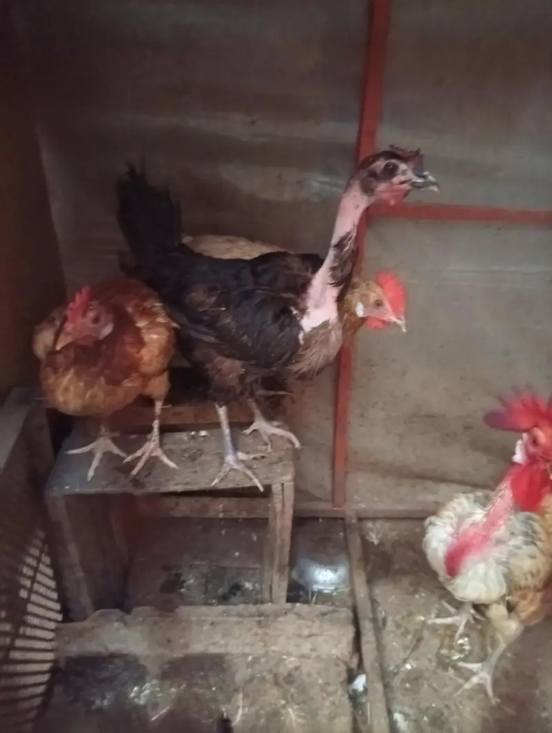Golden Misri hens — photo 6