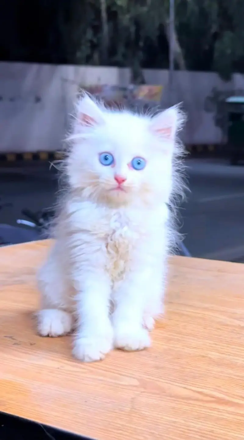 pure Persian cats vaccinated and healthy active WhatsApp/0344/6895398/ — photo 3