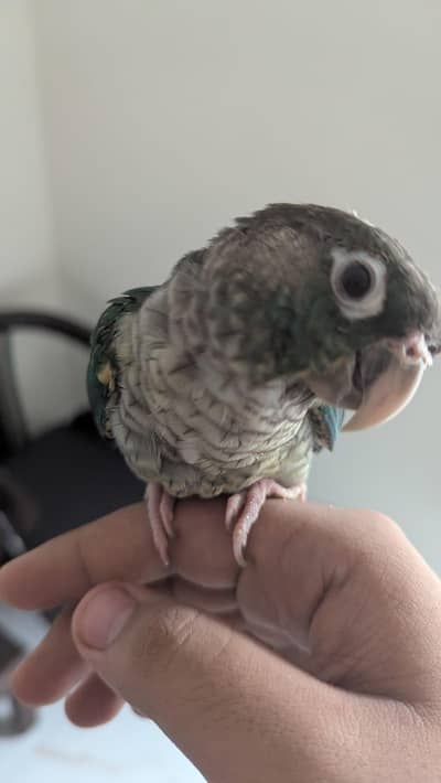 Hand Tame & 0% Bite Parrots Available | Monks, Conures etc.
