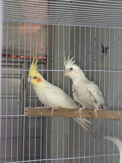 Cocktail pair for sale