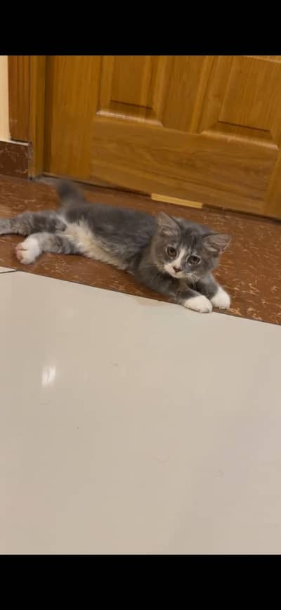 Cat with Carrier and cat food