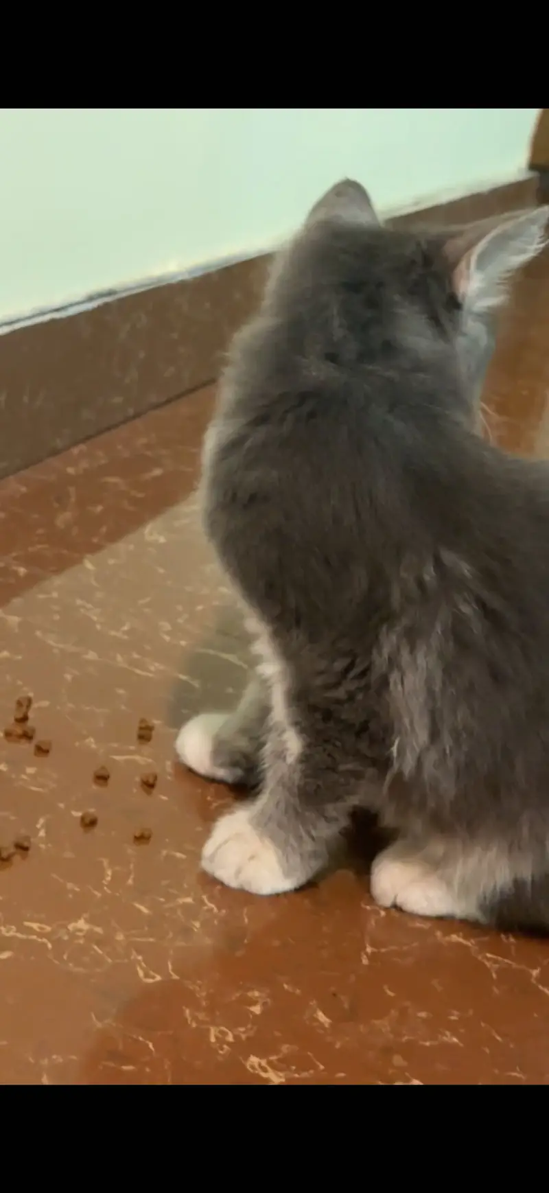 Cat with Carrier and cat food — photo 2