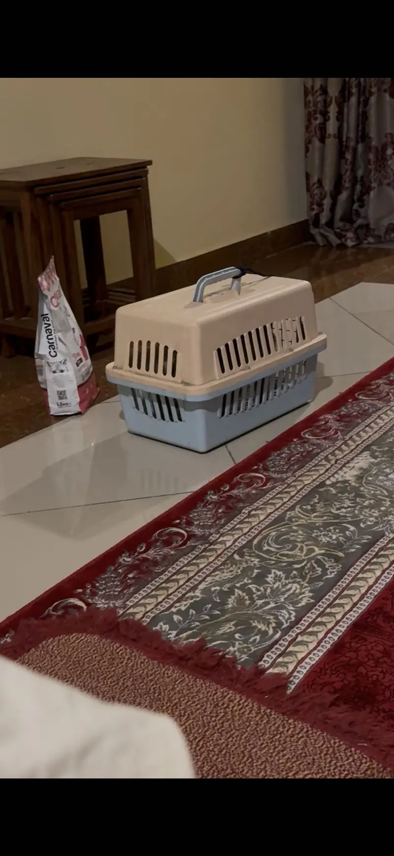 Cat with Carrier and cat food — photo 4