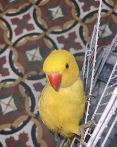 yellow ring neck