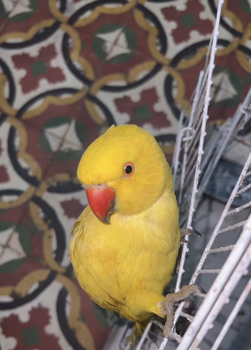 yellow ring neck 1