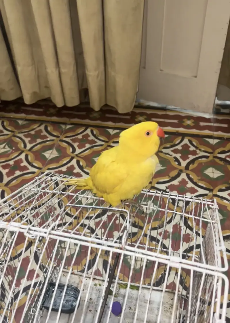 yellow ring neck — photo 3