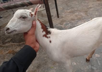 barbri  teddy Nasal ki Bakra ghar ka Pala Howa for Sale zero size