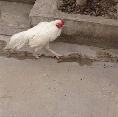 aseel heera for sale