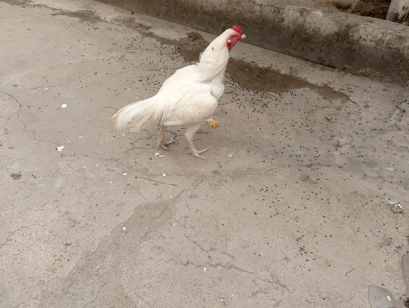 aseel heera for sale — photo 2