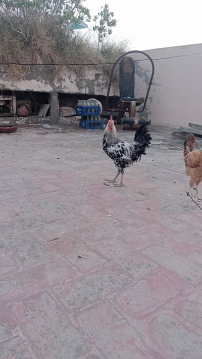 desi pair golden misri