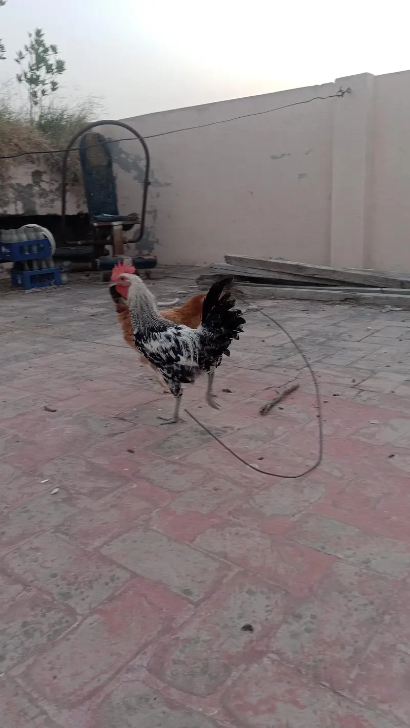 desi pair golden misri — photo 2