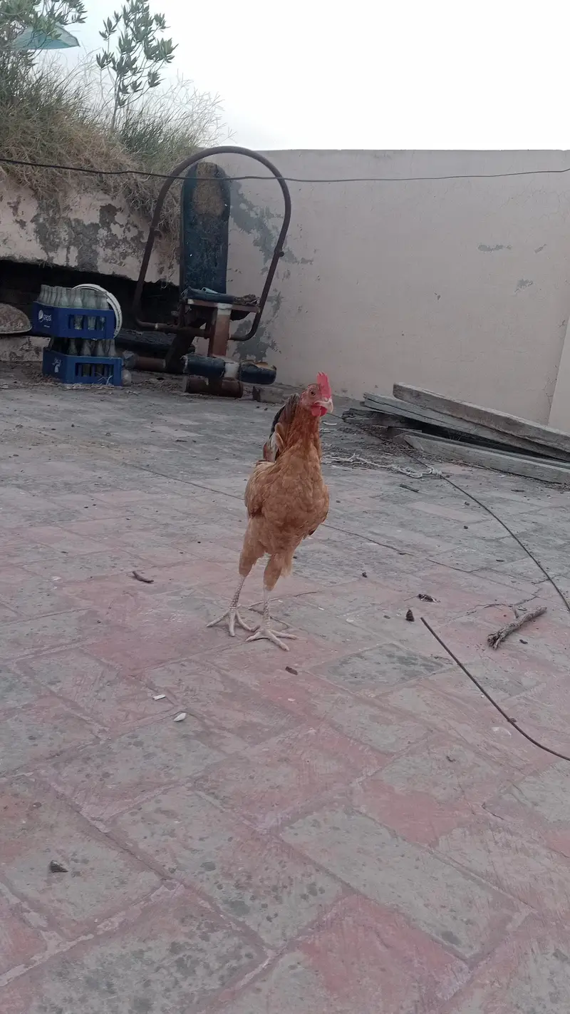 desi pair golden misri — photo 3