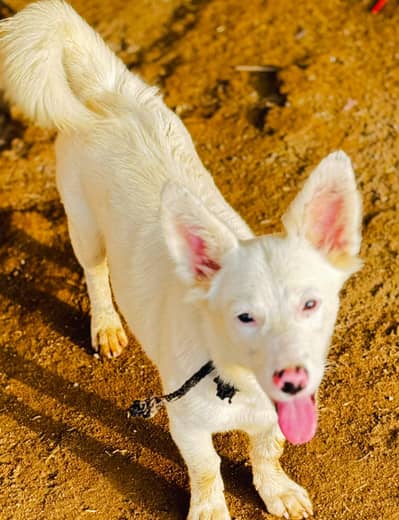 pisti kutti for sale home