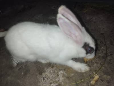 male rabbit 