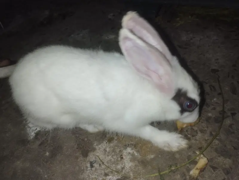 male rabbit 