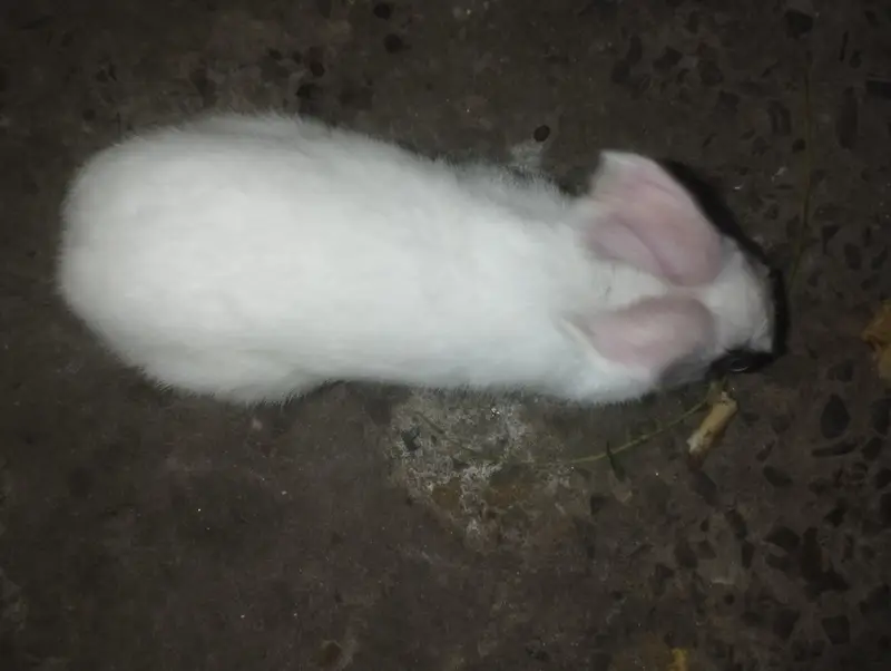 male rabbit  — photo 2
