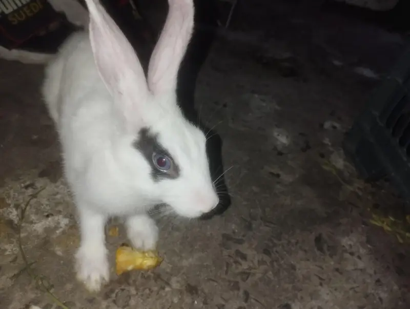 male rabbit  — photo 3